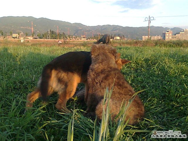 Ƭ0359.jpg
