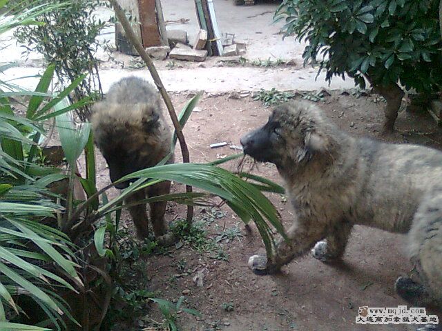 Ƭ0386.jpg