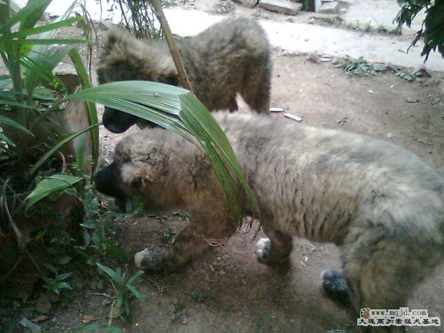 Ƭ0383.jpg