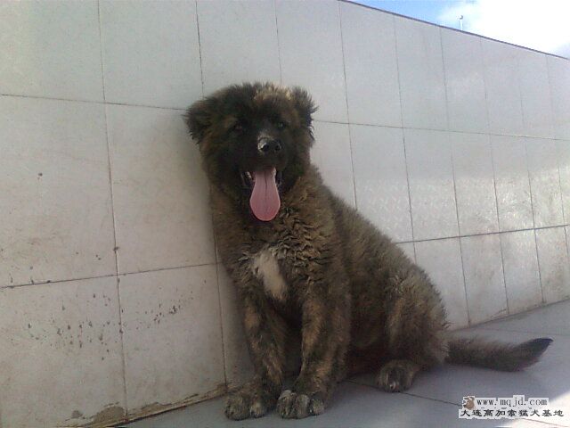 Ƭ0163.jpg