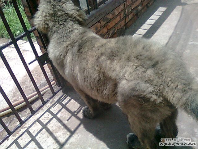 Ƭ0438.jpg