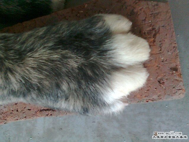Ƭ0443.jpg