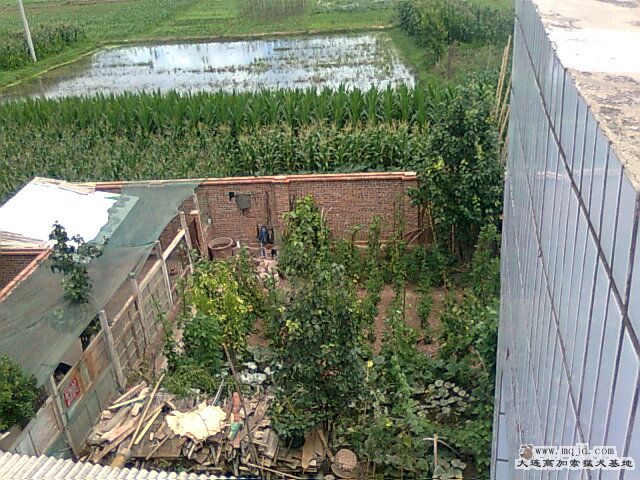 Ƭ0462.jpg