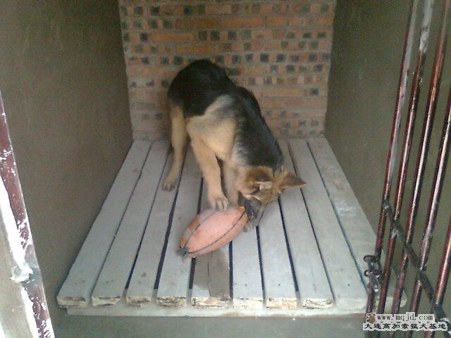 Ƭ0435.jpg
