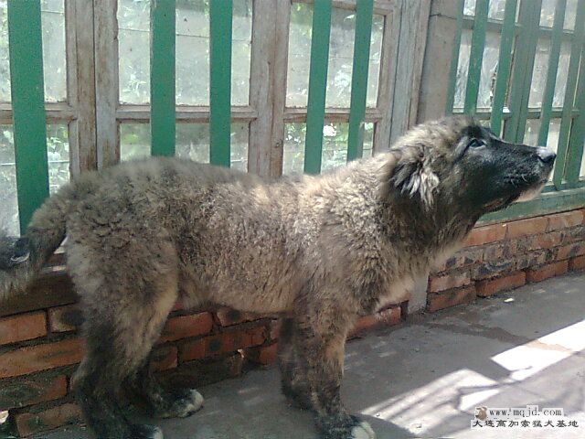 Ƭ0439.jpg