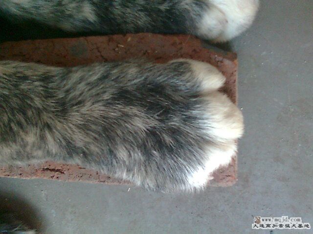 Ƭ0444.jpg
