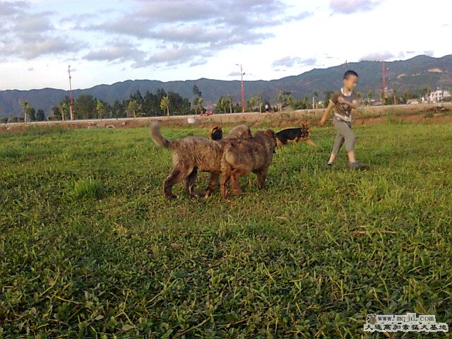 Ƭ0485.jpg