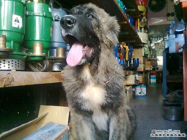 Ƭ0682.jpg