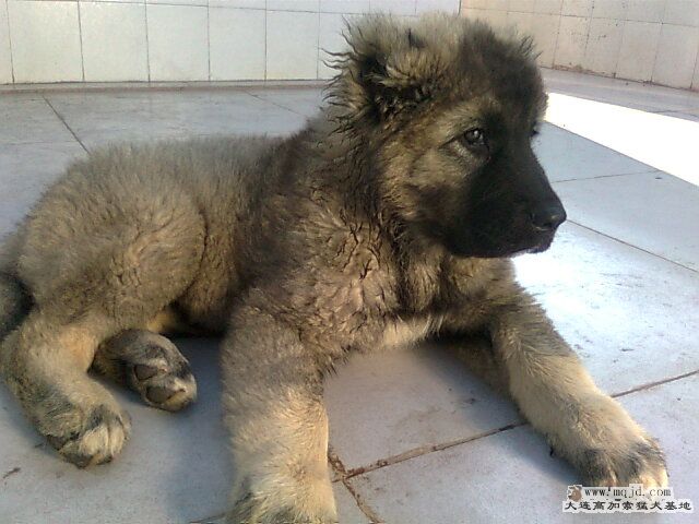 Ƭ0643.jpg