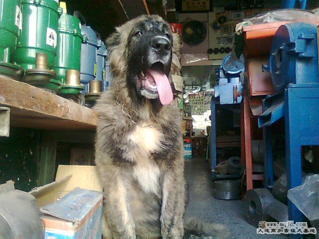 Ƭ0679.jpg
