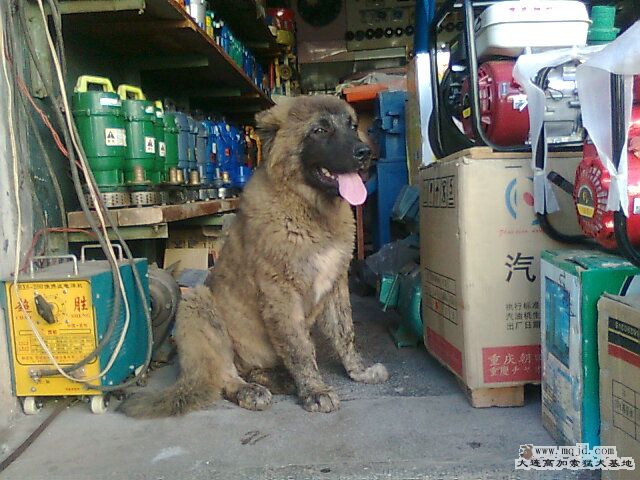 Ƭ0699.jpg