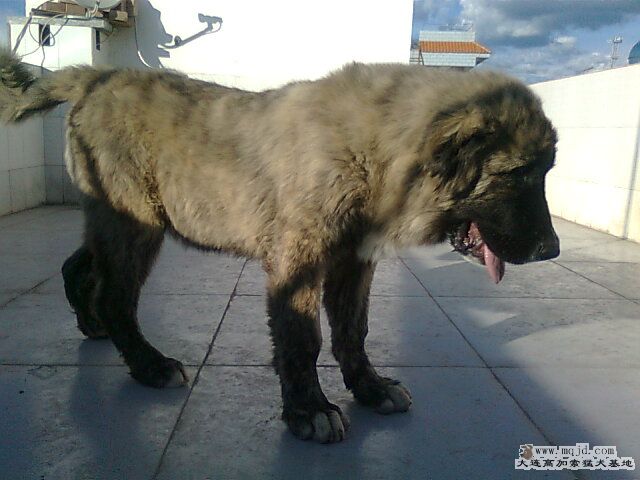 Ƭ0744.jpg