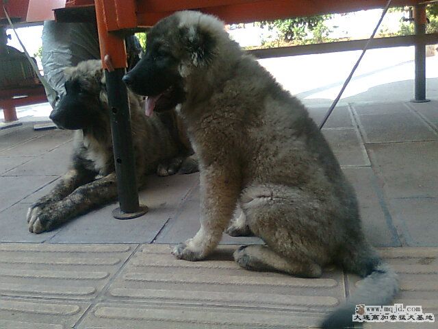 Ƭ0794.jpg