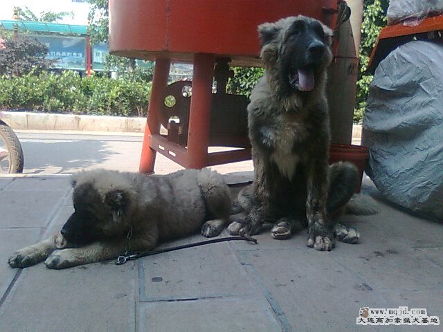 Ƭ0832.jpg