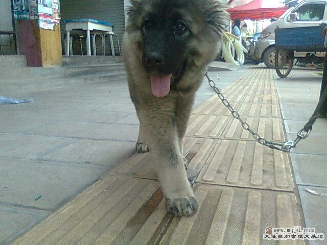 Ƭ0790.jpg