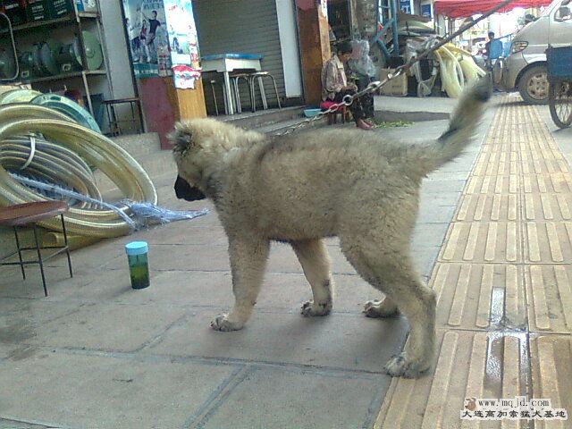 Ƭ0776.jpg