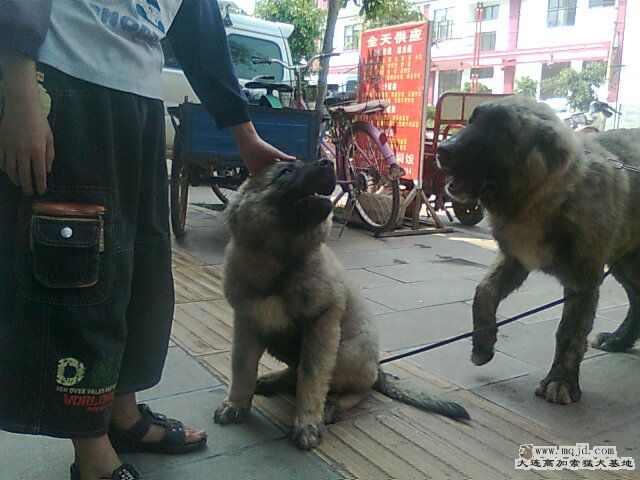 Ƭ0841.jpg