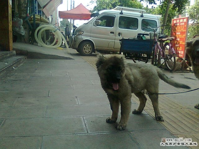 Ƭ0834.jpg