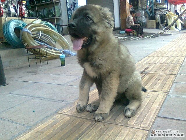 Ƭ0787.jpg