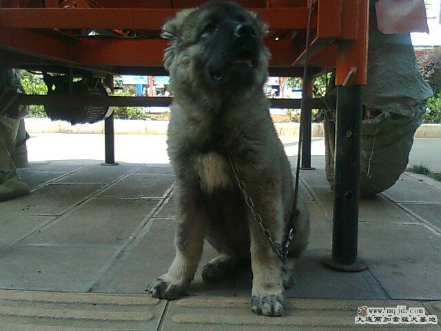 Ƭ0815.jpg