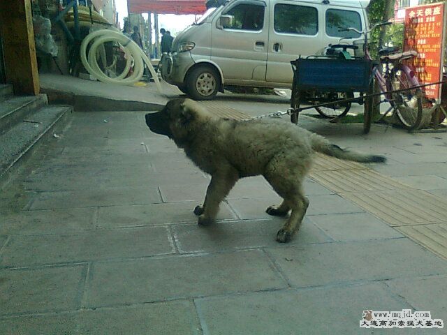 Ƭ0833.jpg