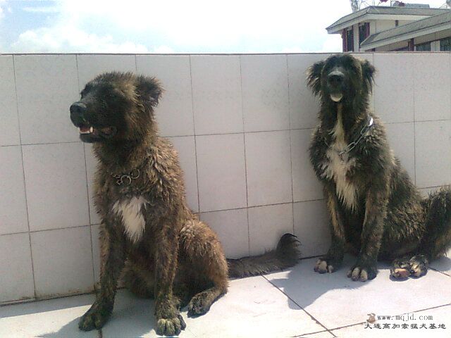 Ƭ0942.jpg