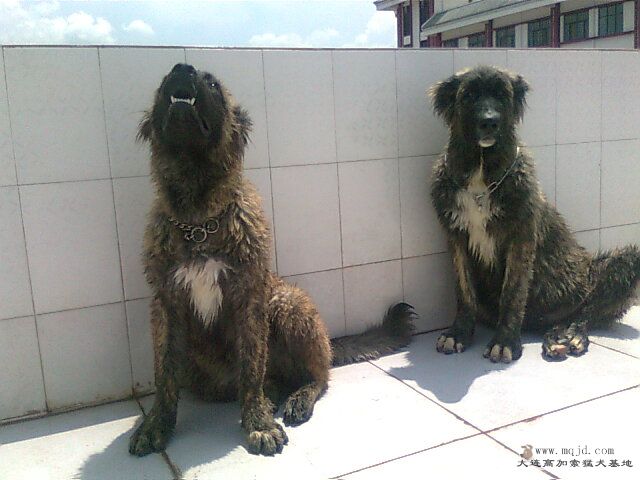 Ƭ0944.jpg