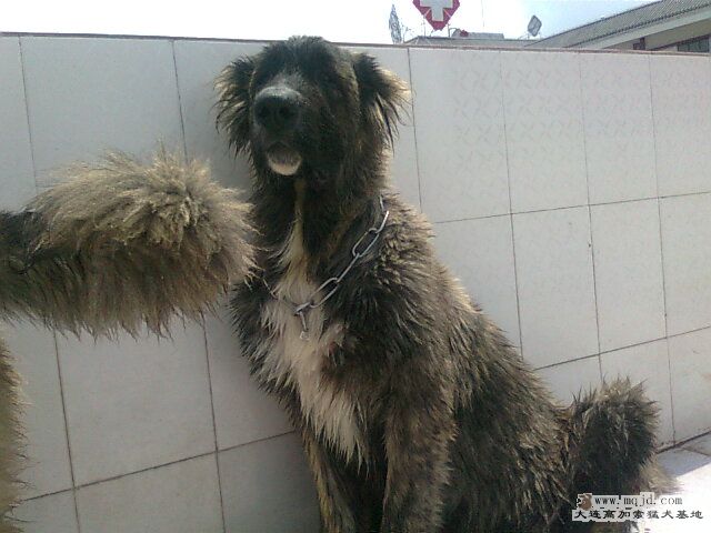 Ƭ0941.jpg