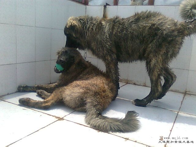 Ƭ0966.jpg