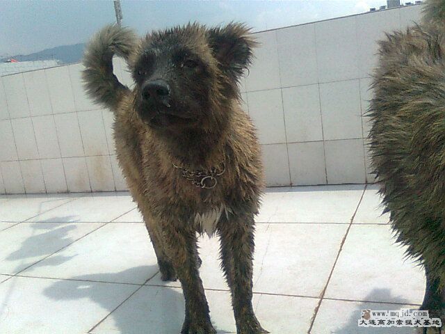 Ƭ0937.jpg