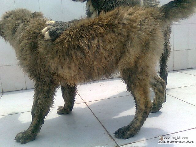 Ƭ0967.jpg
