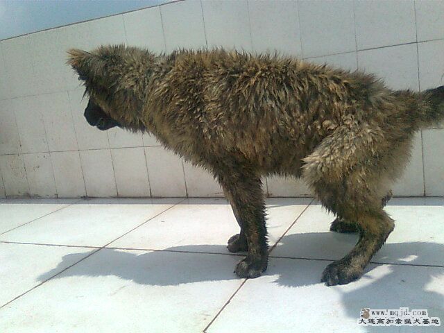 Ƭ0956.jpg
