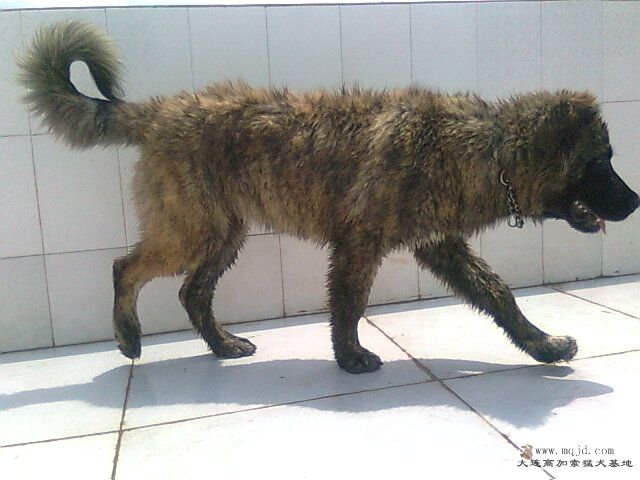 Ƭ0963.jpg