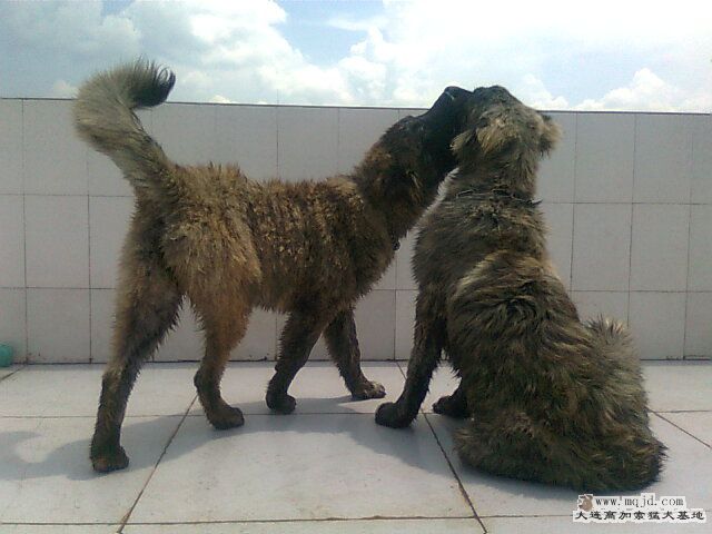 Ƭ0970.jpg