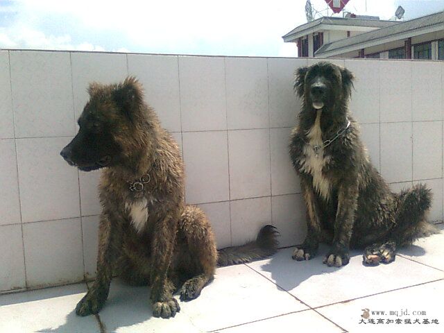 Ƭ0943.jpg