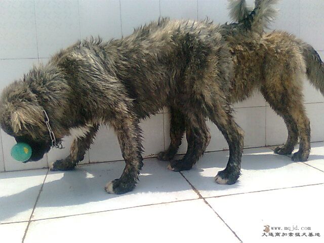 Ƭ0938.jpg