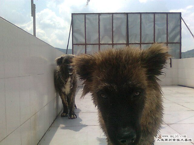 Ƭ0975.jpg