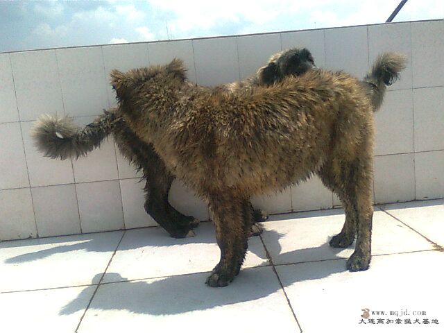Ƭ0955.jpg