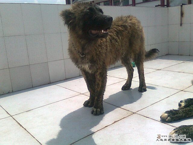Ƭ0953.jpg