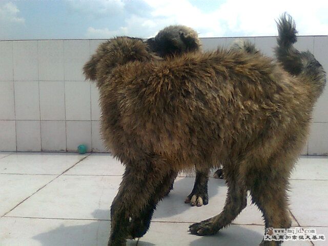 Ƭ0969.jpg