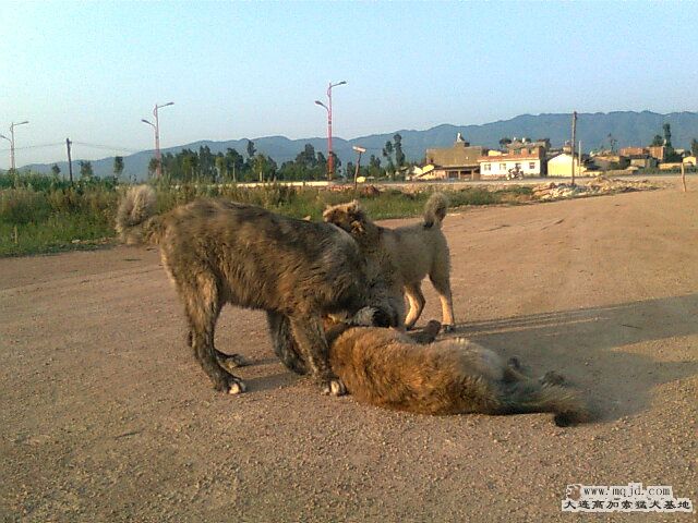 Ƭ0990.jpg