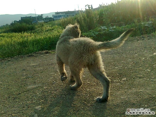 Ƭ0994.jpg