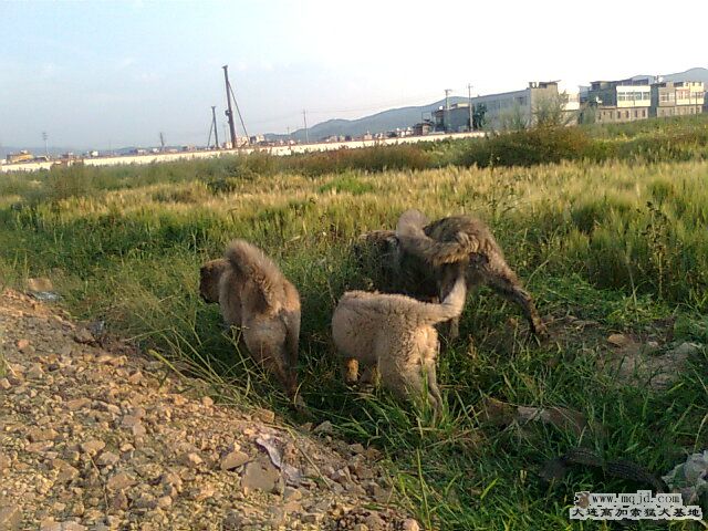 Ƭ0995.jpg
