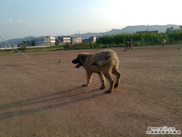 Ƭ0993.jpg