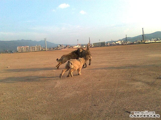 Ƭ0988.jpg