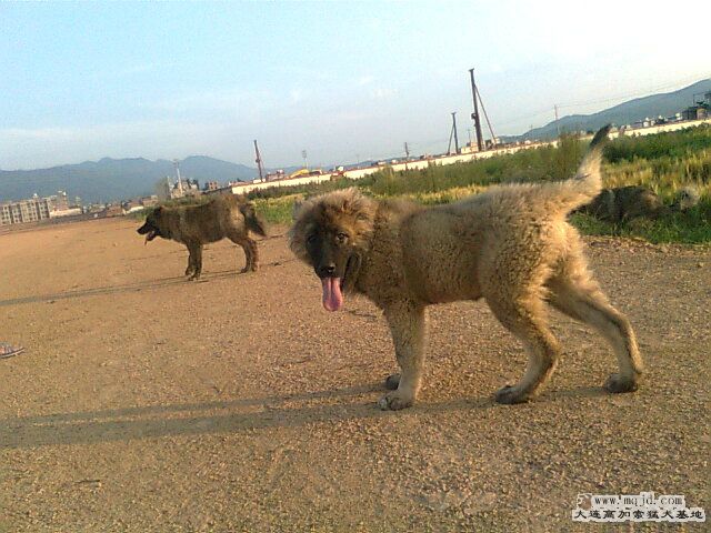 Ƭ0996.jpg