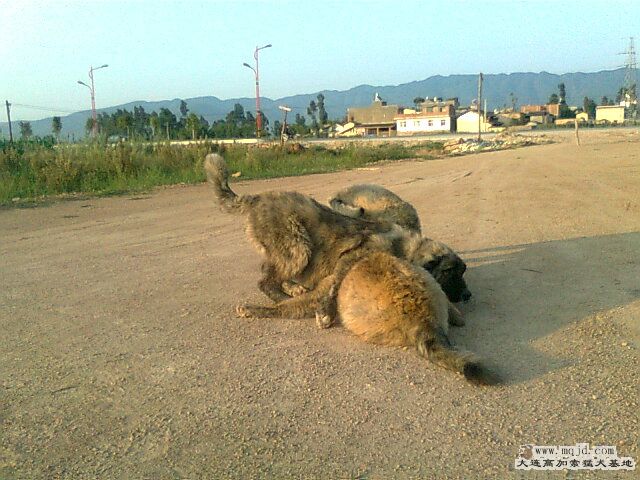 Ƭ0989.jpg