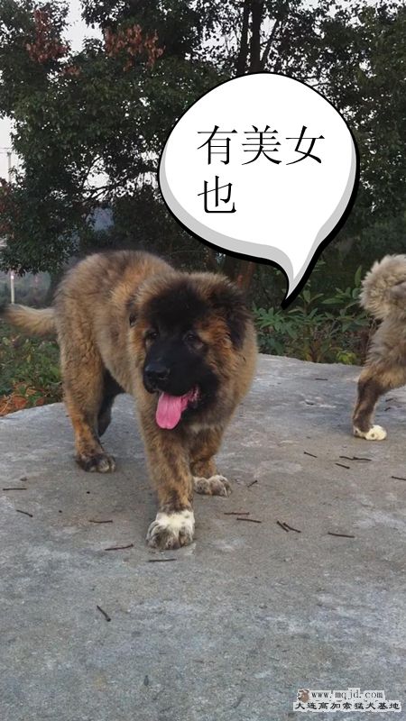 201111246691421_.jpg