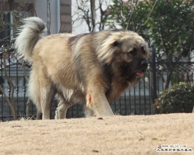 20111224_1095d_36.8m_006_D1.JPG