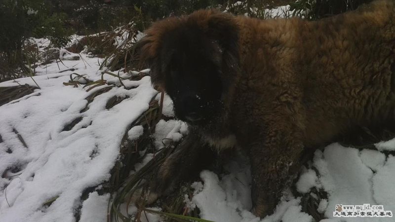 201212311894406_.jpg